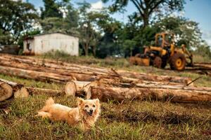 un ligero marrón perrito perro es pacíficamente descansando en el césped, con un tractor visible en el antecedentes en un soleado día. el pequeño perro pacientemente murga para sus propietario a terminar su trabajo en el campo. foto