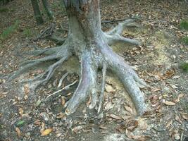 huge roots of a tree in the Italian woods of Liguria in the autumn of 2022 photo