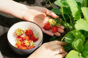 para niños manos cosecha fresas en un cuenco en un cama en el jardín foto