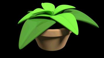 Plants in pot. 3d render house plant with green leaves. 4K seamless loop video footage. Transparent background with alpha channel