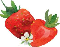 Red strawberry watercolor. Composition with strawberries and white flowers. A slice of red strawberries. vector