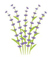 Bouquet of lavender, five twigs, colorful illustration vector