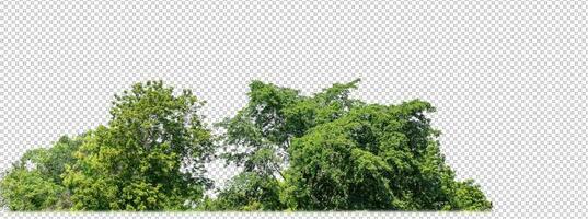 Green trees isolated on transparent background forest and summer foliage for both print and web with cut path and alpha channel photo