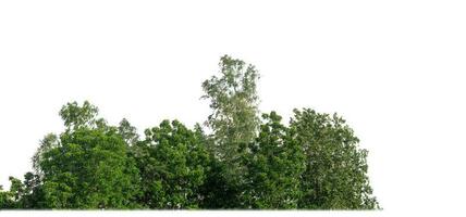 Green Trees isolated on white background. are Forest and foliage in summer for both printing and web pages with cut path and alpha channel photo