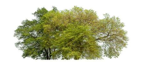 Shrubs isolated on white background. photo