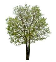 Green tree isolated on white background. photo