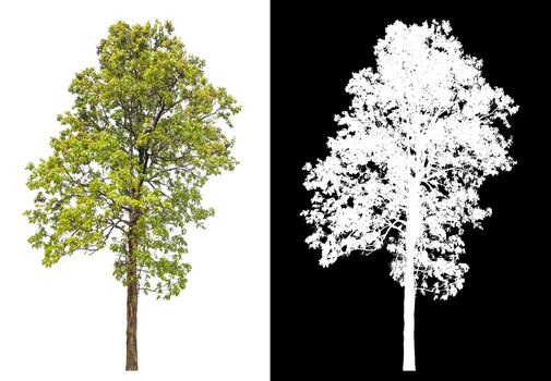 Isolated single tree with clipping path and alpha channel on black background. photo