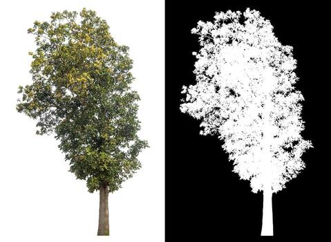 Isolated single tree with clipping path and alpha channel on black background. photo