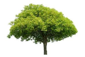 Green tree isolated on white background. photo