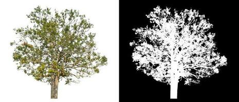 Isolated single tree with clipping path and alpha channel on black background. photo