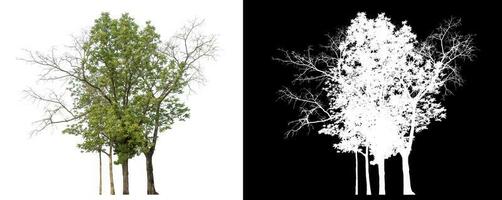 Isolated single tree with clipping path and alpha channel on black background. photo