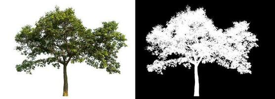 Isolated single tree with clipping path and alpha channel on black background. photo