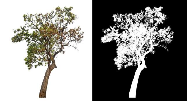 Isolated single tree with clipping path and alpha channel on black background. photo