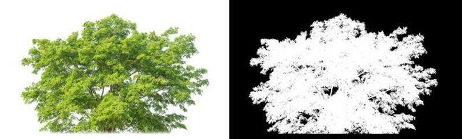 Shrubs isolated on white background with clipping path and alpha channel on black background. photo