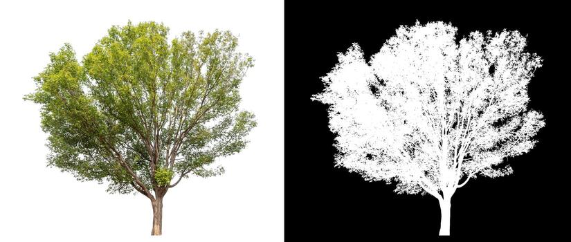 Isolated single tree with clipping path and alpha channel on black background. photo