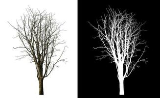 Isolated dead tree with clipping path and alpha channel on black background. photo