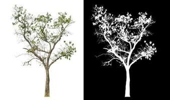 Isolated single tree with clipping path and alpha channel on black background. photo