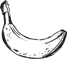 Banana in sketch style on white background. vector