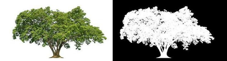 Isolated single green tree with clipping path and alpha channel on black background. photo