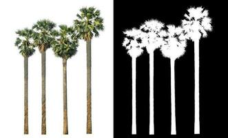 sugar palm with clipping path and alpha channel on black background. photo