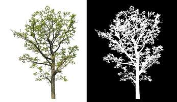 Isolated single tree with clipping path and alpha channel on black background. photo