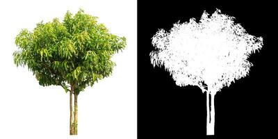 Single tree with clipping path and alpha channel on black background. photo