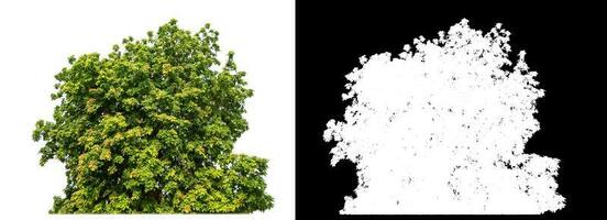 Single shrubs with clipping path and alpha channel on black background. photo