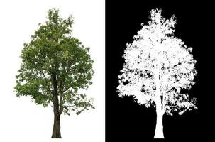 Isolated single tree with clipping path and alpha channel on black background. photo