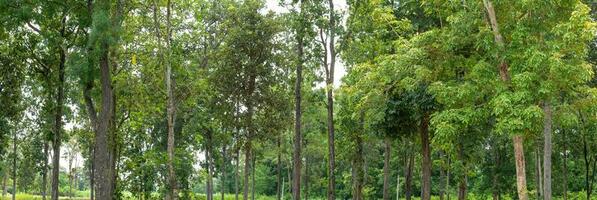 Green Trees isolated on white background. are Forest and foliage in summer for both printing and web pages with cut path and alpha channel photo