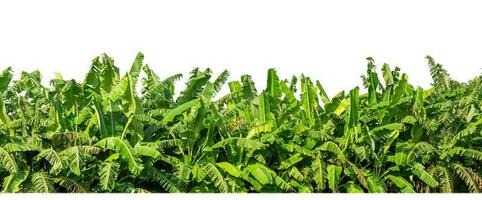 Green Trees isolated on white background. are Forest and foliage in summer for both printing and web pages with cut path and alpha channel photo