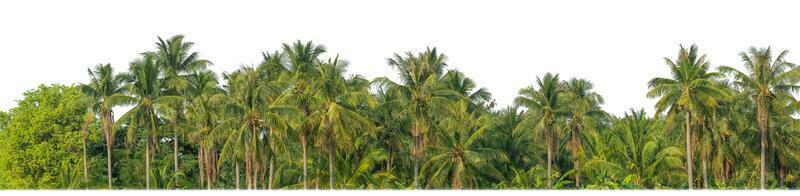 Palm trees in summer on white background with clipping path and alpha channel. photo