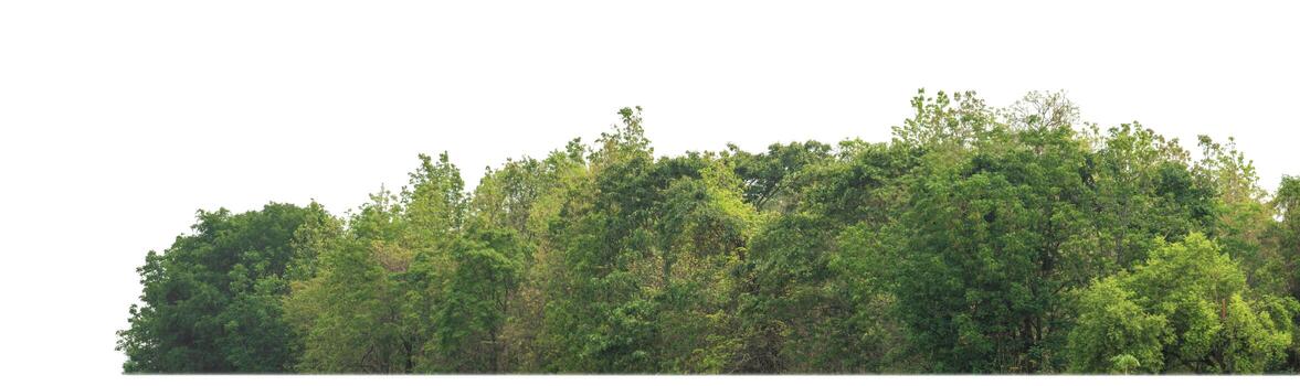 Green trees isolated on white background.are Forest and foliage in summer for both printing and web pageswith cut path and alpha channel photo
