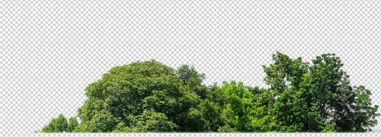 Green trees isolated on transparent background forest and summer foliage for both print and web with cut path and alpha channel photo