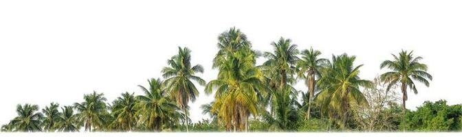 Palm trees in summer on white background with clipping path and alpha channel. photo