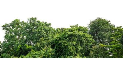 Green Trees isolated on white background. are Forest and foliage in summer for both printing and web pages with cut path and alpha channel photo