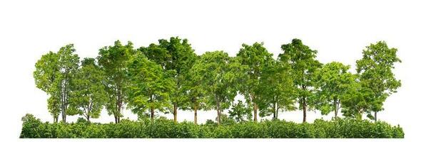 Green Trees isolated on white background. are Forest and foliage in summer for both printing and web pages with cut path and alpha channel photo