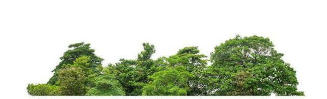 Green Trees isolated on white background. are Forest and foliage in summer for both printing and web pages with cut path and alpha channel photo