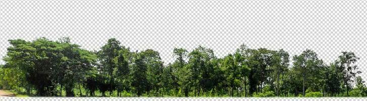 Green trees isolated on transparent background forest and summer foliage for both print and web with cut path and alpha channel photo