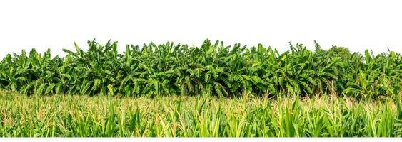 Green Trees isolated on white background. are Forest and foliage in summer for both printing and web pages with cut path and alpha channel photo