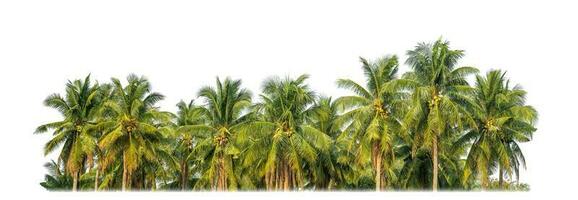 Palm trees in summer on white background with clipping path and alpha channel. photo