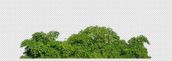 Green trees isolated on transparent background forest and summer foliage for both print and web with cut path and alpha channel photo