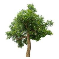 Green tree isolated on white background. photo