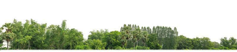 Green Trees isolated on white background. are Forest and foliage in summer for both printing and web pages with cut path and alpha channel photo