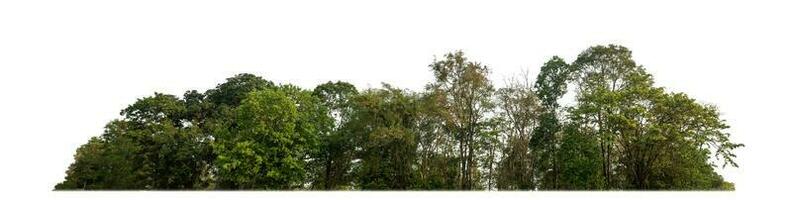 Green Trees isolated on white background.are Forest and foliage in summer for both printing and web pages with cut path and alpha channel photo