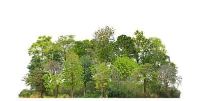 Green Trees isolated on white background. are Forest and foliage in summer for both printing and web pages with cut path and alpha channel photo