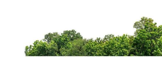 Green Trees isolated on white background. are Forest and foliage in summer for both printing and web pages with cut path and alpha channel photo