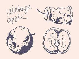 Vintage set with apple for decorative design. Fabric print. vector