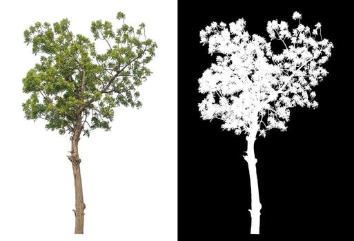 Isolated single tree with clipping path and alpha channel on black background. photo