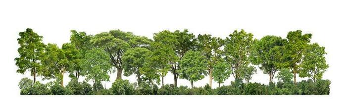 Green Trees isolated on white background. are Forest and foliage in summer for both printing and web pages with cut path and alpha channel photo