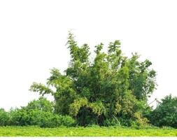 Green Trees isolated on white background. are Forest and foliage in summer for both printing and web pages with cut path and alpha channel photo